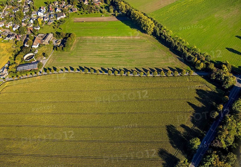 Aerial view, triangular group of trees in a field on Lünener Straße, field, field, group of trees, agriculture, Weddinghofen, Bergkamen, Ruhr area, North Rhine-Westphalia, Germany, agriculture, trees, plan view, area, geography, geometry, land use, landscape, nature, perspective, region, settlement area, summer, urban planning, street, structure, topography, environment, environment, vegetation, forest, triangular group of trees, European, rural