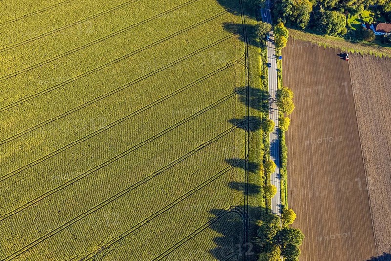 Aerial view, triangular group of trees in a field on Lünener Straße, field, field, group of trees, agriculture, Weddinghofen, Bergkamen, Ruhr area, North Rhine-Westphalia, Germany, agriculture, trees, plan view, area, geography, geometry, land use, landscape, nature, perspective, region, settlement area, summer, urban planning, road, structure, topography, environment, forest, triangular group of trees, European, rural, vegetation
