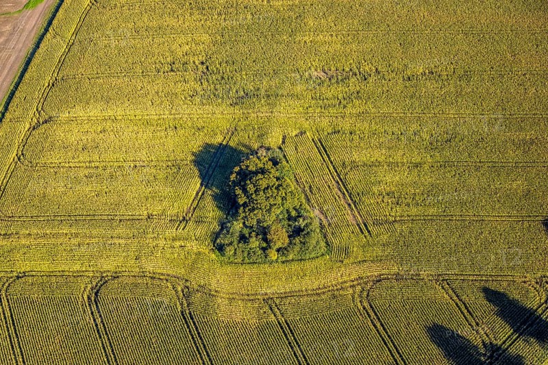 Aerial view, triangular group of trees in a field on Lünener Straße, field, field, group of trees, agriculture, Weddinghofen, Bergkamen, Ruhr area, North Rhine-Westphalia, Germany, agriculture, trees, plan view, area, geography, geometry, land use, landscape, nature, perspective, region, settlement area, summer, urban planning, street, structure, topography, environment, environment, vegetation, forest, triangular group of trees, European, rural
