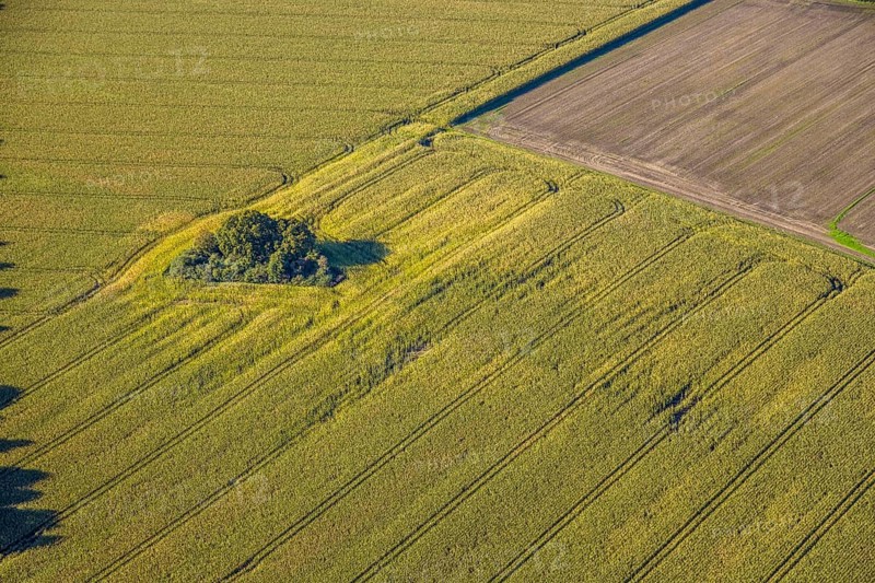 Aerial view, triangular group of trees in a field on Lünener Straße, field, field, group of trees, agriculture, Weddinghofen, Bergkamen, Ruhr area, North Rhine-Westphalia, Germany, agriculture, trees, plan view, area, geography, geometry, land use, landscape, nature, perspective, region, settlement area, summer, urban planning, road, structure, topography, environment, forest, triangular group of trees, European, rural, vegetation