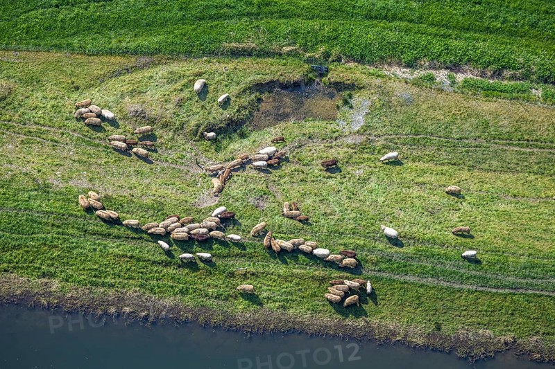 Aerial view, grazing sheep in a meadow, Wehrstapel, Meschede, Sauerland, North Rhine-Westphalia, Germany, grazing sheep, meadow, animals, sheep, pasture, nature, rural, landscape, European, green, peaceful, herd, animal, agriculture, pastoral, hay, grass, farming village, tranquility, idyllic, panoramic view, bird's eye view, daylight, outdoor, summer, agricultural, field