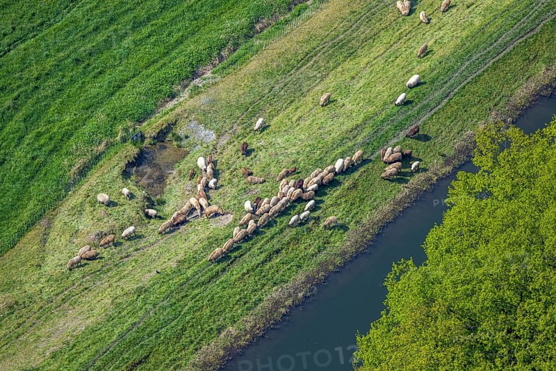 Aerial view, grazing sheep in a meadow at the river Luchtmücke, Wehrstapel, Meschede, Sauerland, North Rhine-Westphalia, Germany, sheep, grazing, meadow, river, Luchtmücke, nature, agriculture, green, landscape, animals, farm, water, bank, spring, summer, peaceful, rural, panorama, rural, herd, pasture, agricultural, European, idyll, riverbank, lush grass, sky, bird's eye view