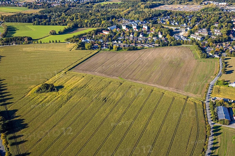 Aerial view, triangular group of trees in a field on Lünener Straße, field, field, group of trees, agriculture, Weddinghofen, Bergkamen, Ruhr area, North Rhine-Westphalia, Germany, agriculture, trees, plan view, area, geography, geometry, land use, landscape, nature, perspective, region, settlement area, summer, urban planning, street, structure, topography, environment, environment, vegetation, forest, triangular group of trees, European, rural
