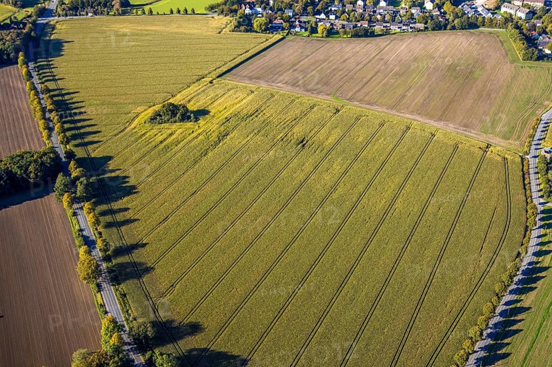 Aerial view, triangular group of trees in a field on Lünener Straße, field, field, group of trees, agriculture, Weddinghofen, Bergkamen, Ruhr area, North Rhine-Westphalia, Germany, agriculture, trees, plan view, area, geography, geometry, land use, landscape, nature, perspective, region, settlement area, summer, urban planning, road, structure, topography, environment, forest, triangular group of trees, European, rural, vegetation