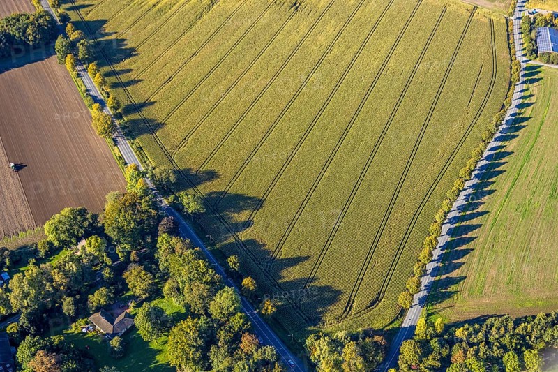 Aerial view, triangular group of trees in a field on Lünener Straße, field, field, group of trees, agriculture, Weddinghofen, Bergkamen, Ruhr area, North Rhine-Westphalia, Germany, agriculture, trees, plan view, area, geography, geometry, land use, landscape, nature, perspective, region, settlement area, summer, urban planning, road, structure, topography, environment, forest, triangular group of trees, European, rural, vegetation