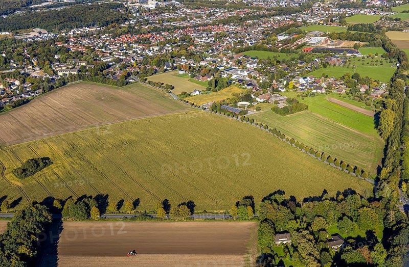 Aerial view, triangular group of trees in a field on Lünener Straße, field, field, group of trees, agriculture, Weddinghofen, Bergkamen, Ruhr area, North Rhine-Westphalia, Germany, agriculture, trees, plan view, area, geography, geometry, land use, landscape, nature, perspective, region, settlement area, summer, urban planning, street, structure, topography, environment, environment, vegetation, forest, triangular group of trees, European, rural