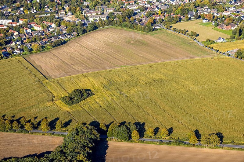 Aerial view, triangular group of trees in a field on Lünener Straße, field, field, group of trees, agriculture, Weddinghofen, Bergkamen, Ruhr area, North Rhine-Westphalia, Germany, agriculture, trees, plan view, area, geography, geometry, land use, landscape, nature, perspective, region, settlement area, summer, urban planning, road, structure, topography, environment, forest, triangular group of trees, European, rural, vegetation