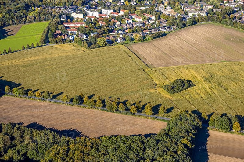Aerial view, triangular group of trees in a field on Lünener Straße, field, field, group of trees, agriculture, Weddinghofen, Bergkamen, Ruhr area, North Rhine-Westphalia, Germany, agriculture, trees, plan view, area, geography, geometry, land use, landscape, nature, perspective, region, settlement area, summer, urban planning, street, structure, topography, environment, environment, vegetation, forest, triangular group of trees, European, rural