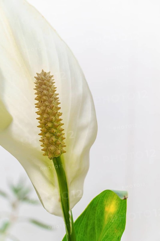 Close-up of a white peace lily flower showing details of the spadix and spathe against a white background