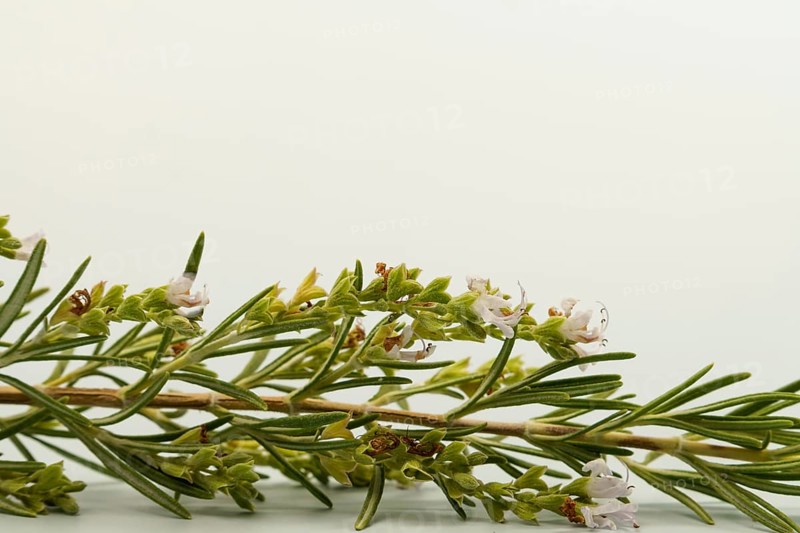 Close-up of a rosemary sprig, showcasing its vibrant green needles and delicate white flowers, creating a fresh, aromatic image