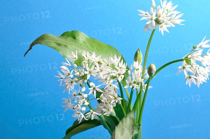 Wild garlic studio shot
