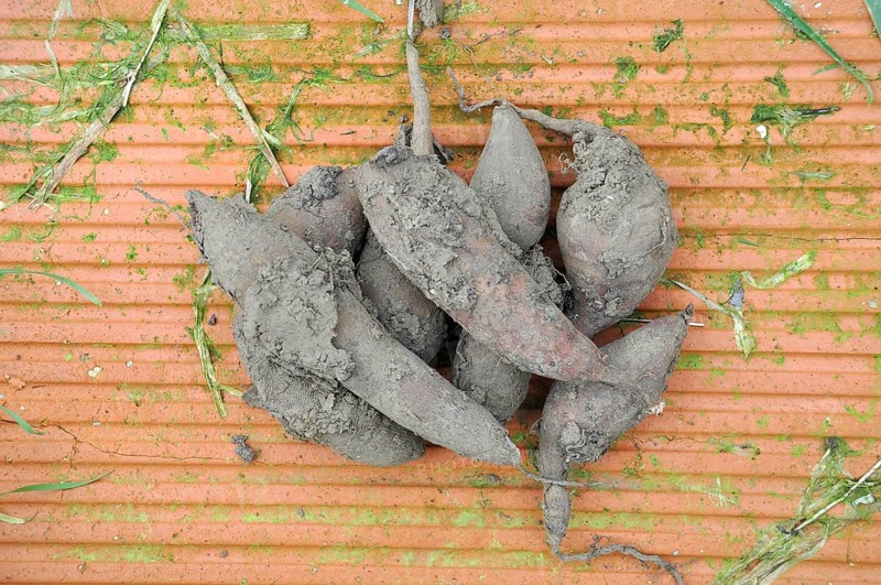 Yacon harvest in a garden