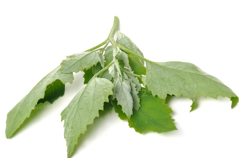Atriplex hortensis, Chenopod on a white background