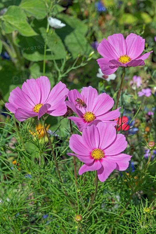 Flower meadow with ornamental basket (Cosmos bipinnatus), and bee (Apiformes or Anthophila), Dornbirn, Vorarlberg, Austria