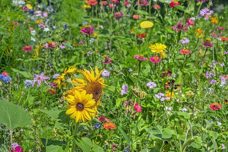 Colourful flower meadow with sunflowers (Helianthus annuus), Dornbirn, Vorarlberg, Austria
