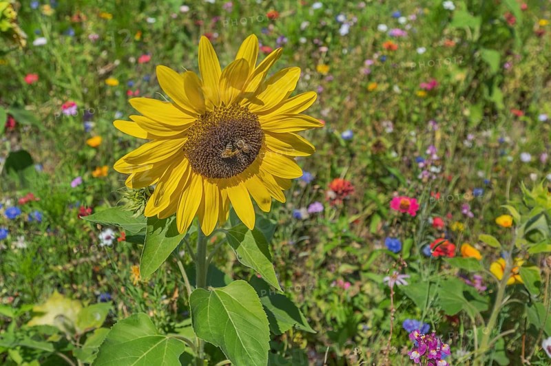 Colourful flower meadow with sunflowers (Helianthus annuus), and two bees (Apiformes or Anthophila), Dornbirn, Vorarlberg, Austria