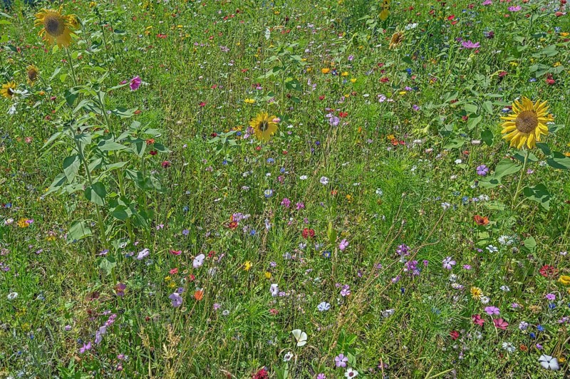 Colourful flower meadow with sunflowers (Helianthus annuus), Dornbirn, Vorarlberg, Austria