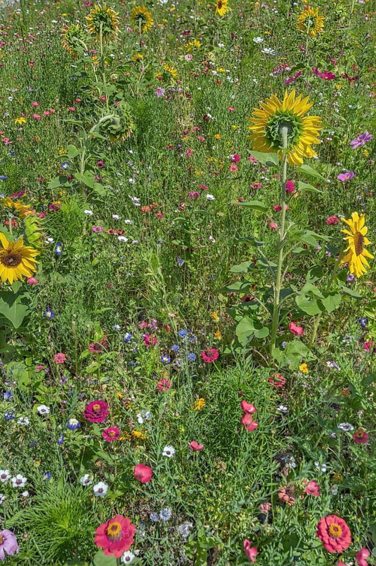 Colourful flower meadow with sunflowers (Helianthus annuus), Dornbirn, Vorarlberg, Austria