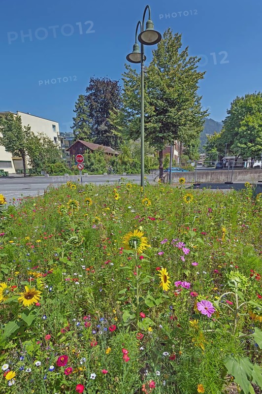 Street lamp and colourful flower meadow with sunflowers (Helianthus annuus), Dornbirn, Vorarlberg, Austria