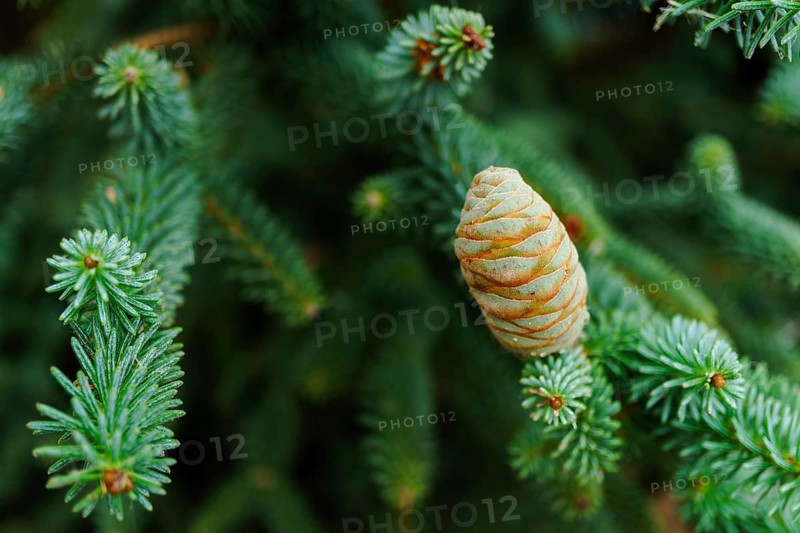 Close-up of a green fir tree branch with cones growing during summer season