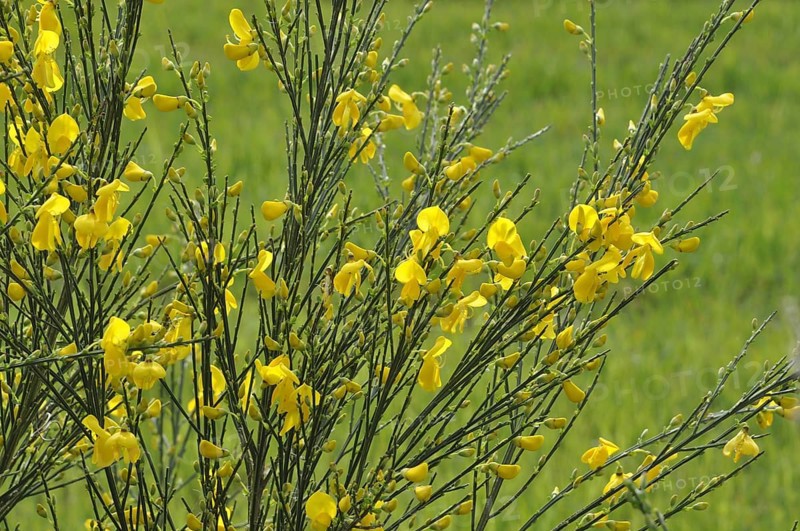 Flowering broom in a meadow, Yellow flowers on green stems in a field, evoking a bright and cheerful atmosphere, Old house seeing accross a window