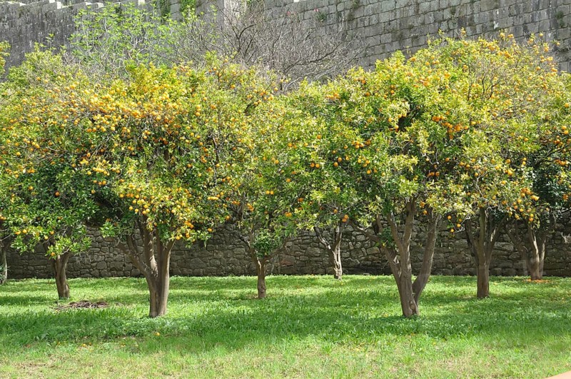 Orange orchard in Porto, Portugal