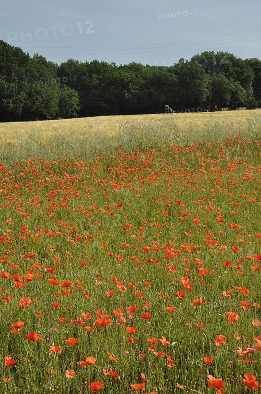 Field full of poppies in Charente Maritime