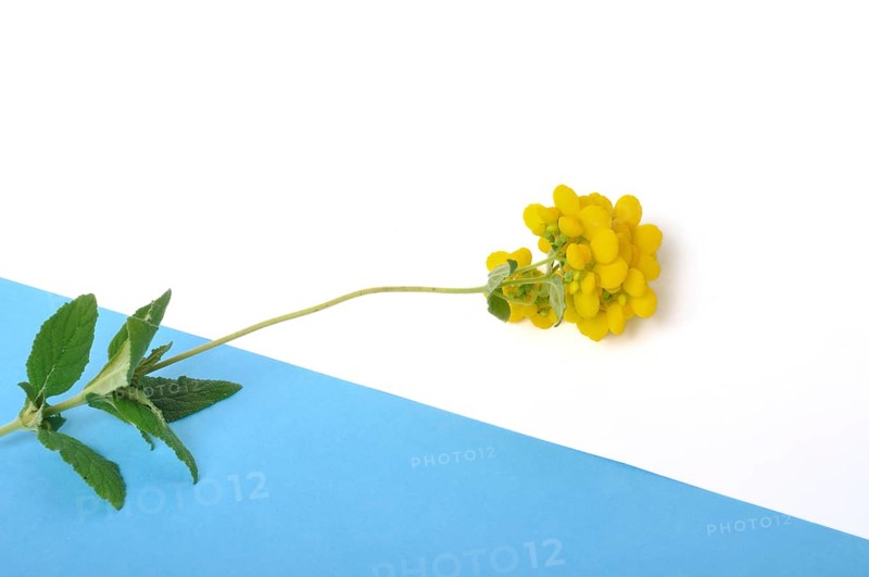 Calceolaria flowers on a white background