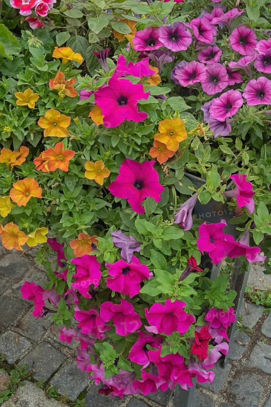Flower box with petunias (Petunia), on stone paving, Bavaria, Germany