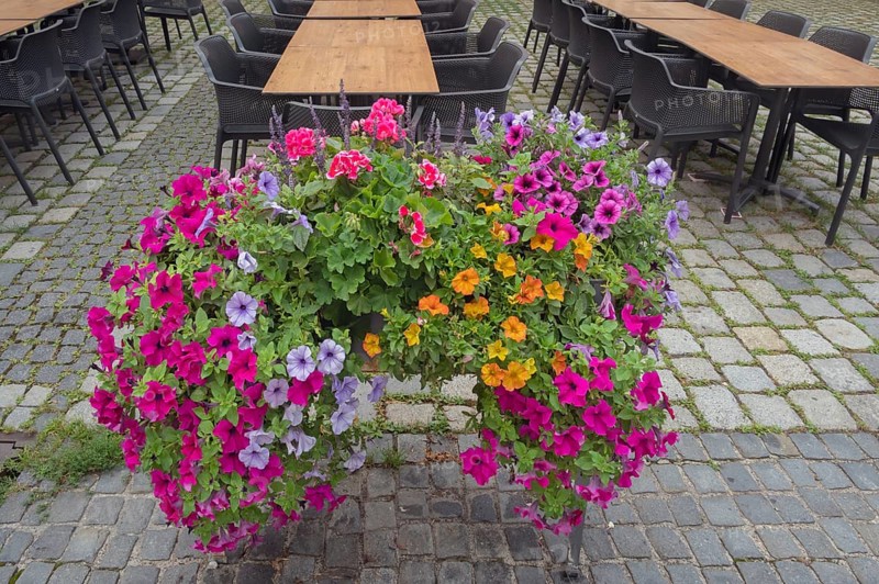 Flower box with petunias (Petunia), on stone paving, Bavaria, Germany