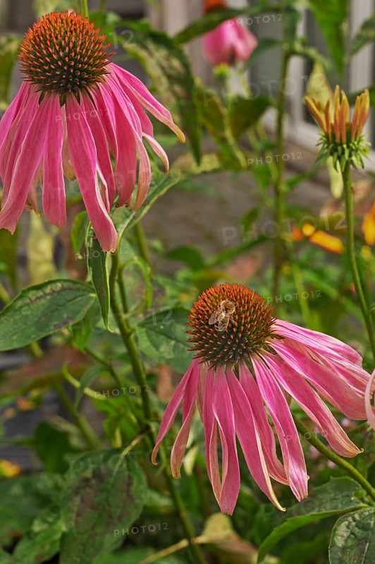 Purple coneflower (Echinacea purpurea), with honeybee, Bavaria, Germany