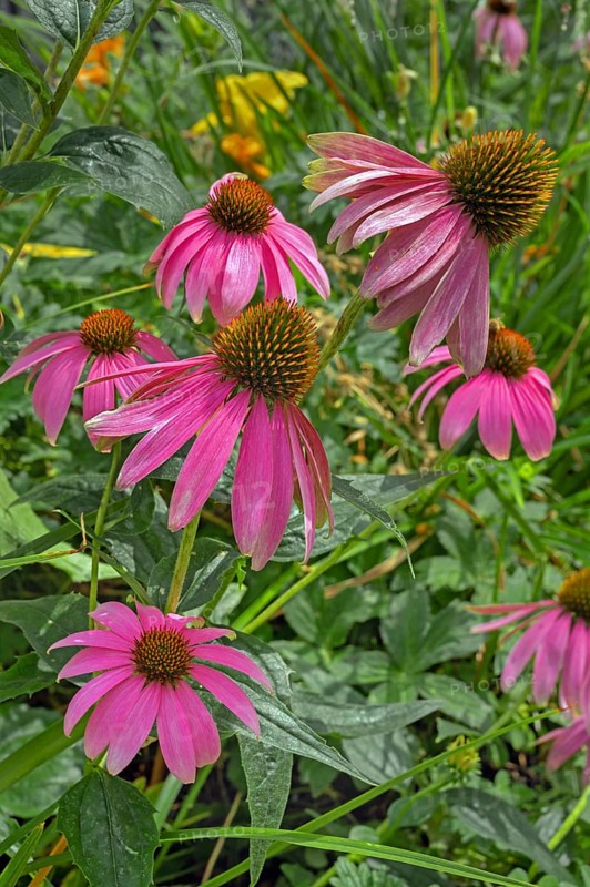 Purple coneflower (Echinacea purpurea), Bavaria, Germany