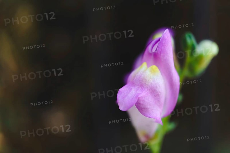 Pink snapdragon flower blooming in a garden, displaying its delicate petals and vibrant color