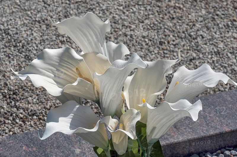 Gravesite with Zantedeschia, calla lilies, family Araceae, catholic cemetery, Kempten, Allgäu, Bavaria, Germany