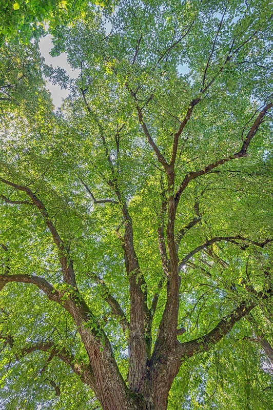 Tree crown, lime tree (Tilia), catholic cemetery, Kempten, Allgäu, Bavaria, Germany