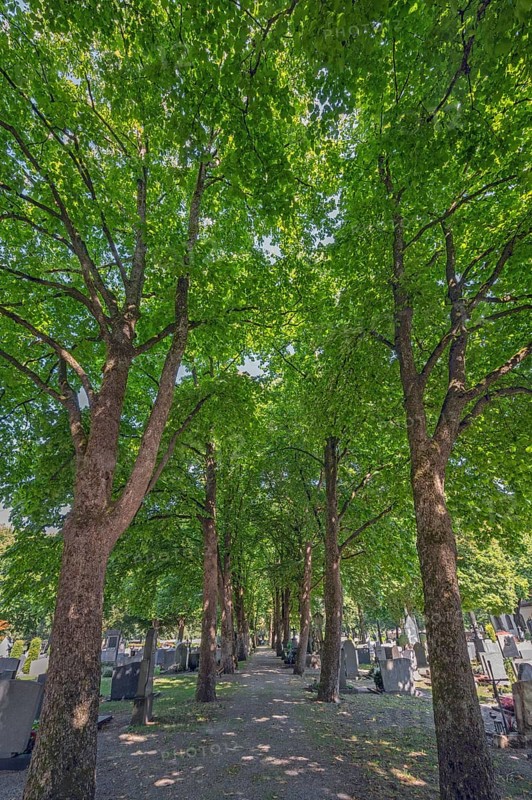 Linden avenue (Tilia), catholic cemetery, Kempten, Allgäu, Bavaria, Germany