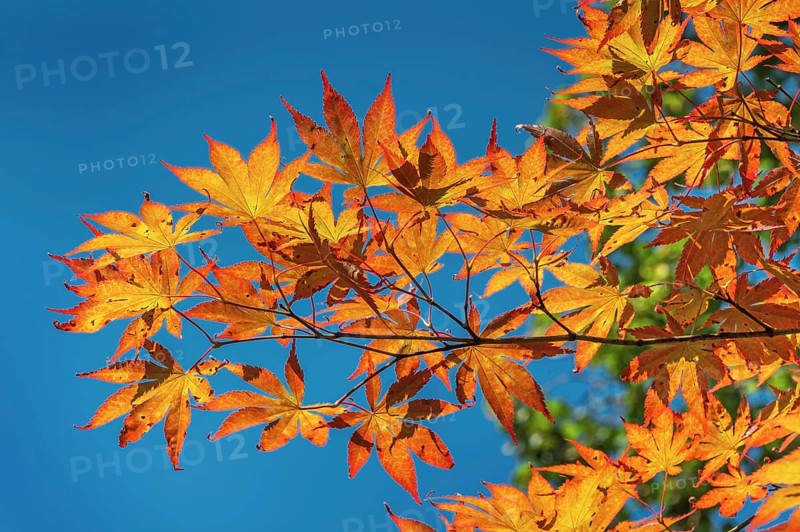 Blue sky and Downy Japanese Maple (Acer japonicum), or Thunberg's fan maple, backlit, Kempten, Allgäu, Bavaria, Germany