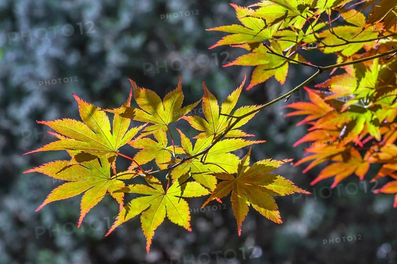 Downy Japanese Maple (Acer japonicum), or Thunberg's fan maple, backlit, Kempten, Allgäu, Bavaria, Germany