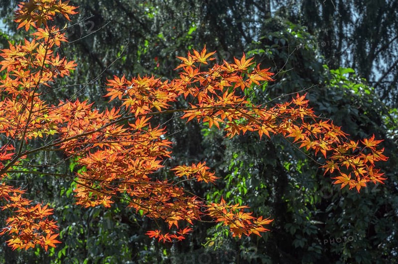 Downy Japanese Maple (Acer japonicum), or Thunberg's fan maple, backlit, Kempten, Allgäu, Bavaria, Germany