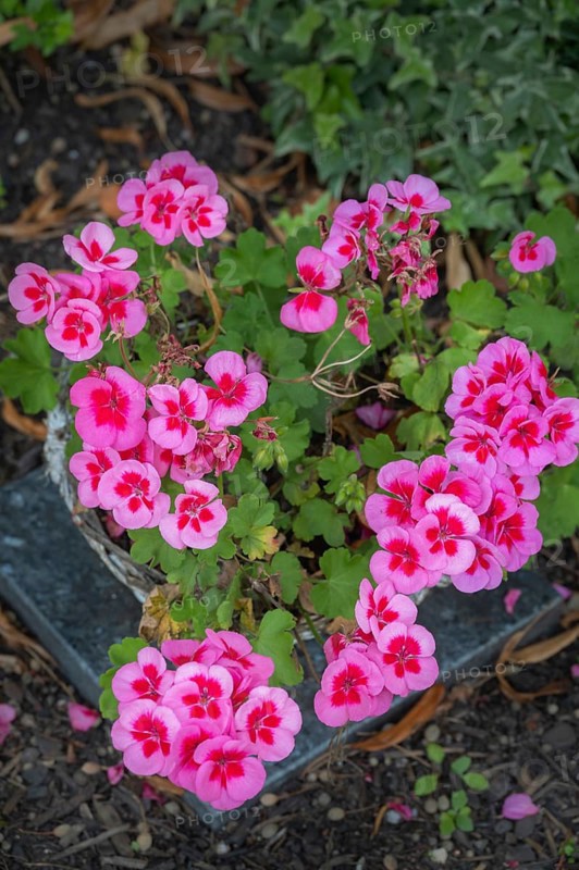 Pelargoniums (Pelargonium), geraniums, Allgäu, Bavaria, Germany
