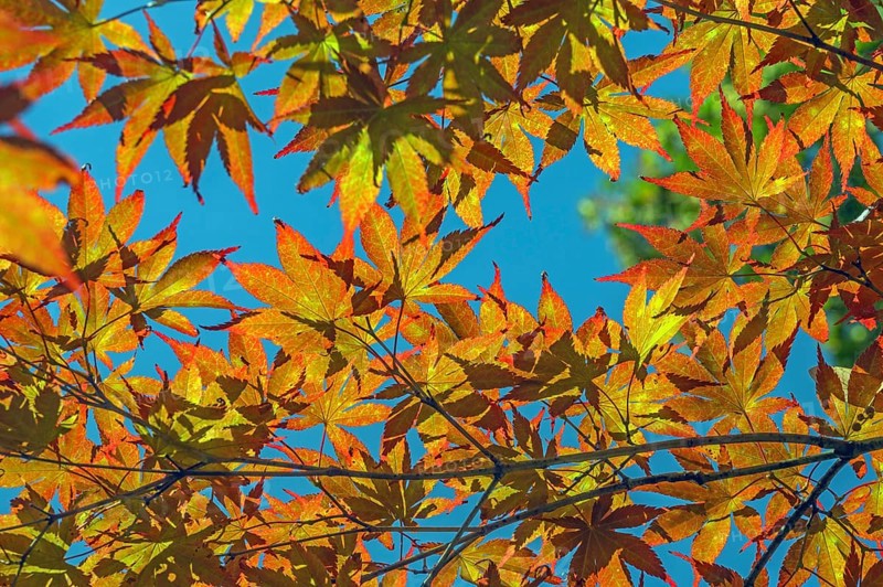 Blue sky and Downy Japanese Maple (Acer japonicum), or Thunberg's fan maple, backlit, Kempten, Allgäu, Bavaria, Germany