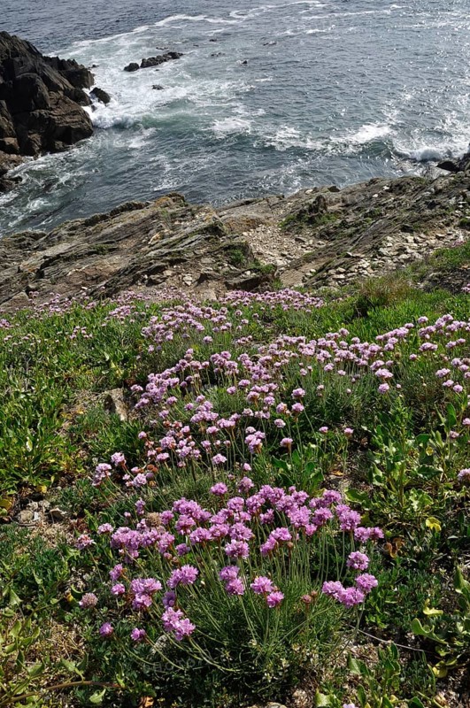 Armeria maritima pink sea growing on a cliff in Brittany in France
