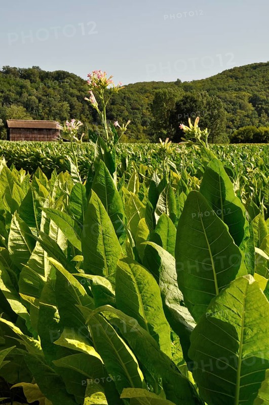 A lush field of tobacco plants with a barn and rolling hills in the background on a sunny day. Tobacco field in Dordogne in France