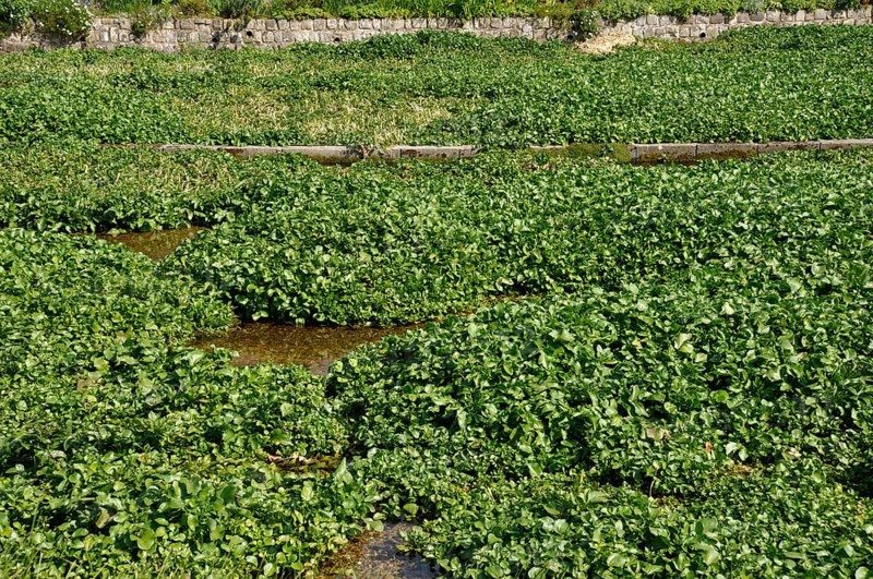 Lush green watercress growing in a cultivated field with visible water channels. Watercress bed in Veules-les-Roses in Normandy, France