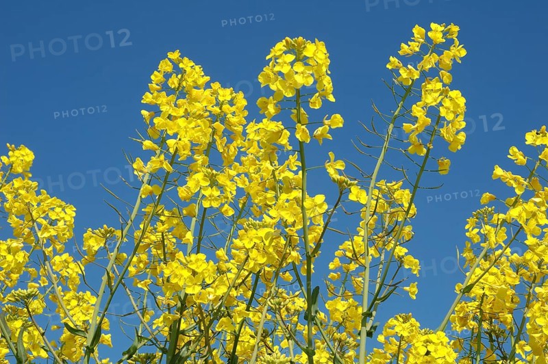 Flower of rape, Bright yellow rapeseed flowers reaching toward a clear blue sky