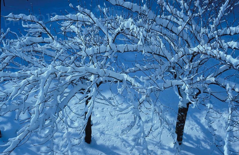 Snow-covered tree branches against a clear blue sky creating a serene winter atmosphere. Sakura under snow