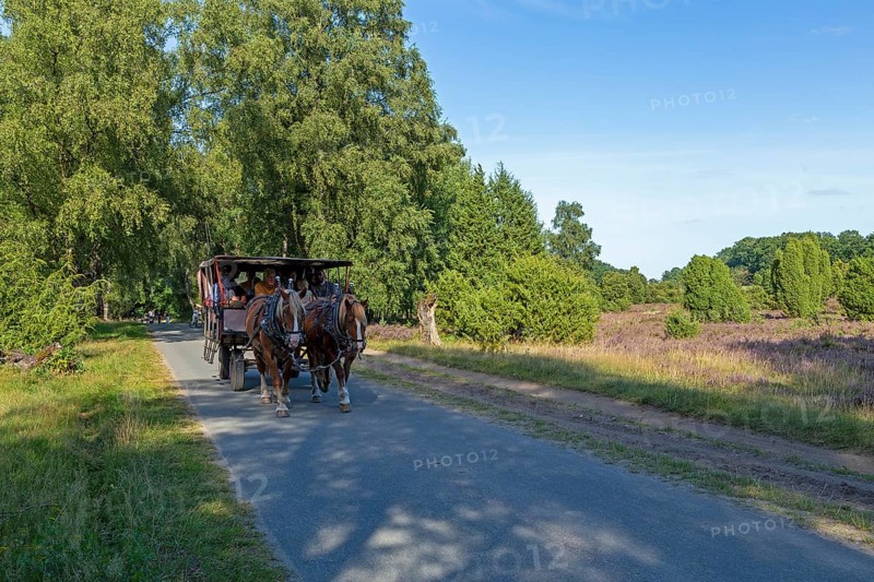 Horse-drawn carriage, heather blossom, Lüneburg Heath near Wilsede, Bispingen, Lower Saxony, Germany