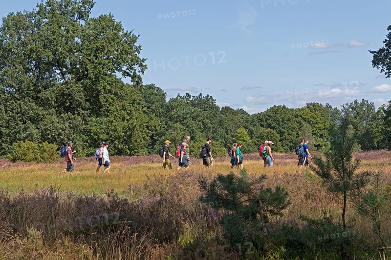 Hiker at Wilseder Berg, Lüneburg Heath near Wilsede, Bispingen, Lower Saxony, Germany