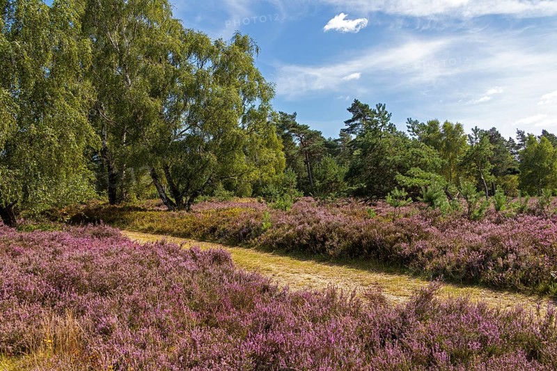Hiking trail, trees, heather blossom at Wilseder Berg, Lüneburg Heath near Wilsede, Bispingen, Lower Saxony, Germany