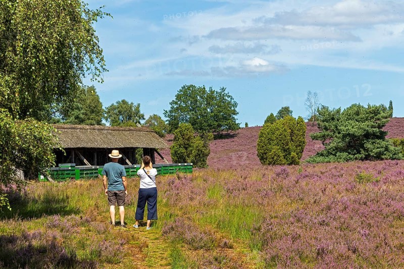 Beehive, tourists, heather blossom at Wilseder Berg, Lüneburg Heath near Wilsede, Bispingen, Lower Saxony, Germany